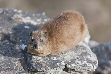 Image showing Rock dassie (procavia capensis) at Table Mountain