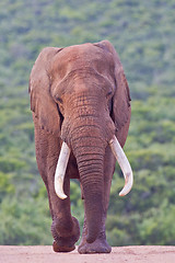 Image showing African elephant (loxodonta africana) at the Addo Elephant Park.