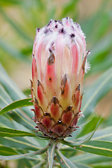 Image showing Protea flower at Table Mountain National Park