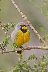 Image showing Bokmakierie (telophorus zeylonus) at Addo Elephant Park