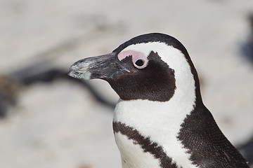 Image showing African penguin (spheniscus demersus) at the Boulders colony