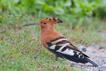 Image showing African hoopoe (upupa africana) at Addo Elephant Park