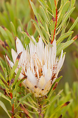 Image showing Protea flower at Bontebok National Park