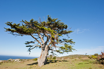 Image showing Wild tree at the Cape of Good Hope peninsula