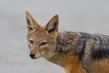 Image showing Black-backed jackal (canis mesomelas) at Addo Elephant Park