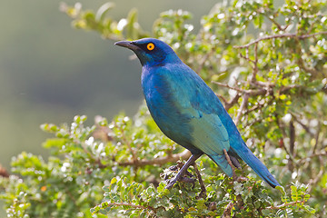 Image showing Cape glossy starling (lamprotornis nitens) at Addo Elephant Park