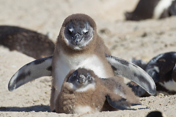 Image showing African penguins (spheniscus demersus) at the Boulders colony