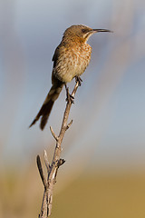 Image showing Cape sugarbird (promerops cafer) at Table Mountain National Park