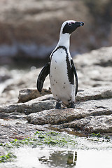 Image showing African penguin (spheniscus demersus) at the Boulders colony