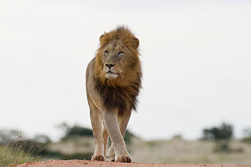 Image showing Male lion (leo panthera) at the Addo Elephant Park