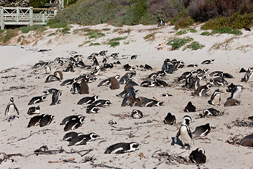 Image showing African penguins (spheniscus demersus) at the Boulders colony