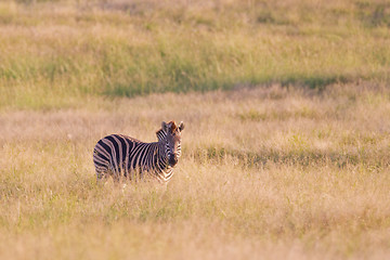 Image showing Burchell's zebra (equus quagga) at Addo Elephant Park