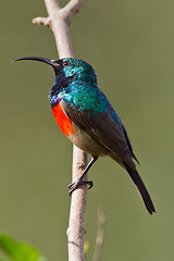 Image showing Scarlet-chested sunbird (nectarinia senegalensis) at Wilderness 