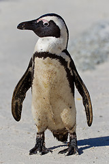 Image showing African penguin (spheniscus demersus) at the Boulders colony