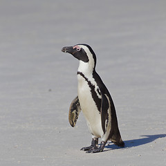 Image showing African penguin (spheniscus demersus) at the Boulders colony