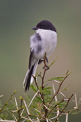 Image showing Fiscal shrike (lanius collaris) at Addo Elephant Park