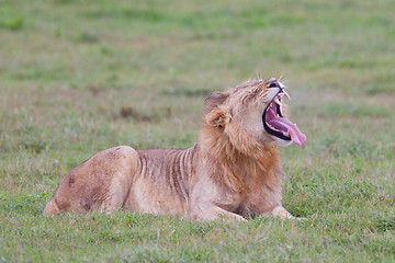 Image showing Male lion (leo panthera) at the Addo Elephant Park