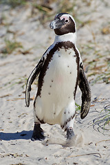 Image showing African penguin (spheniscus demersus) at the Boulders colony