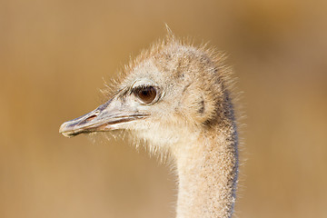 Image showing Ostrich (struthio camelus) at the Table Mountain National Park