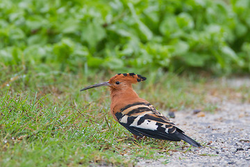 Image showing African hoopoe (upupa africana) at Addo Elephant Park