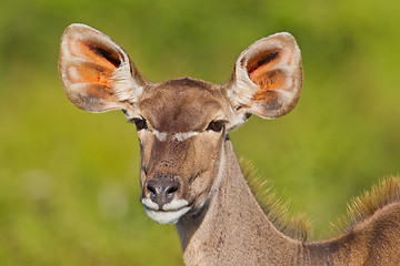 Image showing Greater Kudu (tragelaphus strepsiceros) at Addo Elephant Park