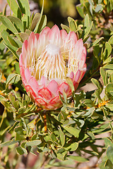 Image showing Protea flower at Table Mountain National Park