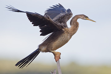 Image showing African darter (anhinga rufa) at Wilderness National Park