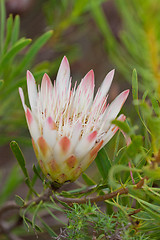 Image showing Protea flower at Bontebok National Park