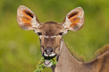 Image showing Greater Kudu (tragelaphus strepsiceros) at Addo Elephant Park