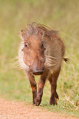 Image showing Warthog (phacochoerus africanus) at Addo Elephant Park