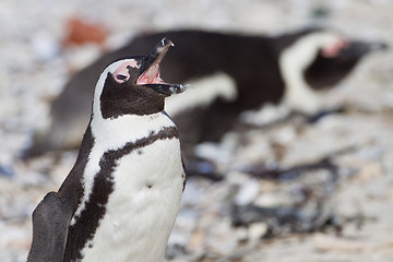 Image showing African penguins (spheniscus demersus) at the Boulders colony