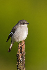 Image showing Fiscal shrike (lanius collaris) at Addo Elephant Park