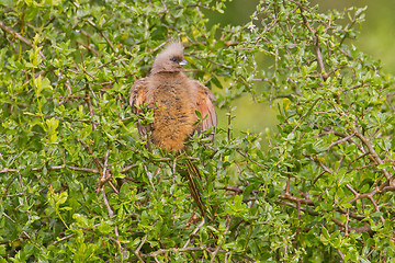 Image showing Speckled mousebird (colius striatus) at Addo Elephant Park