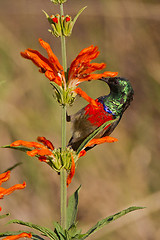 Image showing Scarlet-chested sunbird (nectarinia senegalensis) at Wilderness 