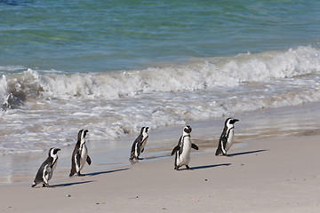 Image showing African penguins (spheniscus demersus) at the Boulders colony