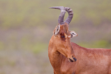 Image showing Haartebeest (alcelaphus buselaphus) at Addo Elephant Park