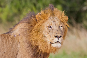 Image showing Male lion (leo panthera) at the Addo Elephant Park