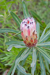 Image showing Protea flower at Table Mountain National Park