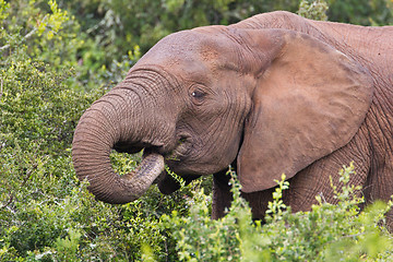 Image showing African elephant (loxodonta africana) at the Addo Elephant Park.