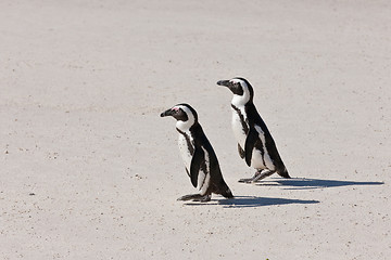 Image showing African penguins (spheniscus demersus) at the Boulders colony