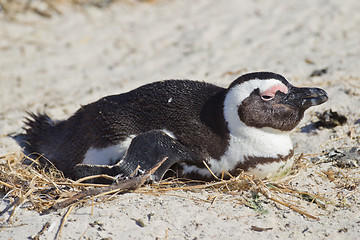 Image showing African penguin (spheniscus demersus) at the Boulders colony