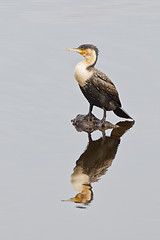 Image showing White-breasted cormorant (phalacrocorax lucidus) at Wilderness N