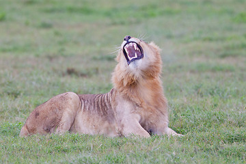 Image showing Male lion (leo panthera) at the Addo Elephant Park