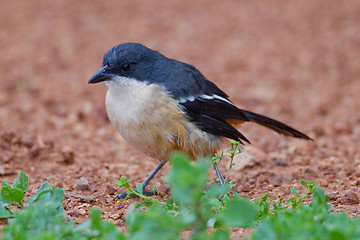 Image showing Fiscal shrike (lanius collaris) at Addo Elephant Park