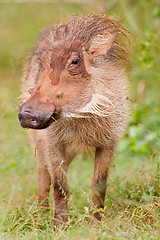 Image showing Warthog (phacochoerus africanus) at Addo Elephant Park