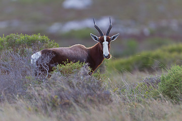 Image showing Bontebok (damaliscus dorcas) at Table Mountain National Park