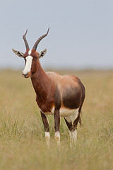 Image showing Bontebok (damaliscus dorcas) at Bontebok National Park