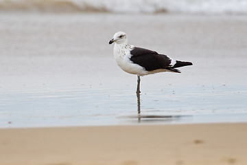 Image showing Cape gull (larus vetula) at Wilderness National Park