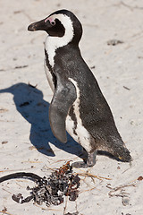 Image showing African penguin (spheniscus demersus) at the Boulders colony
