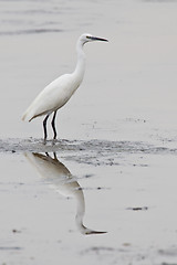 Image showing Little egret (egretta garzetta) at Wilderness National Park